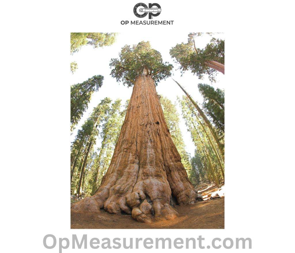 A Giant Sequoia Tree Measure 300 Feet Long or Big