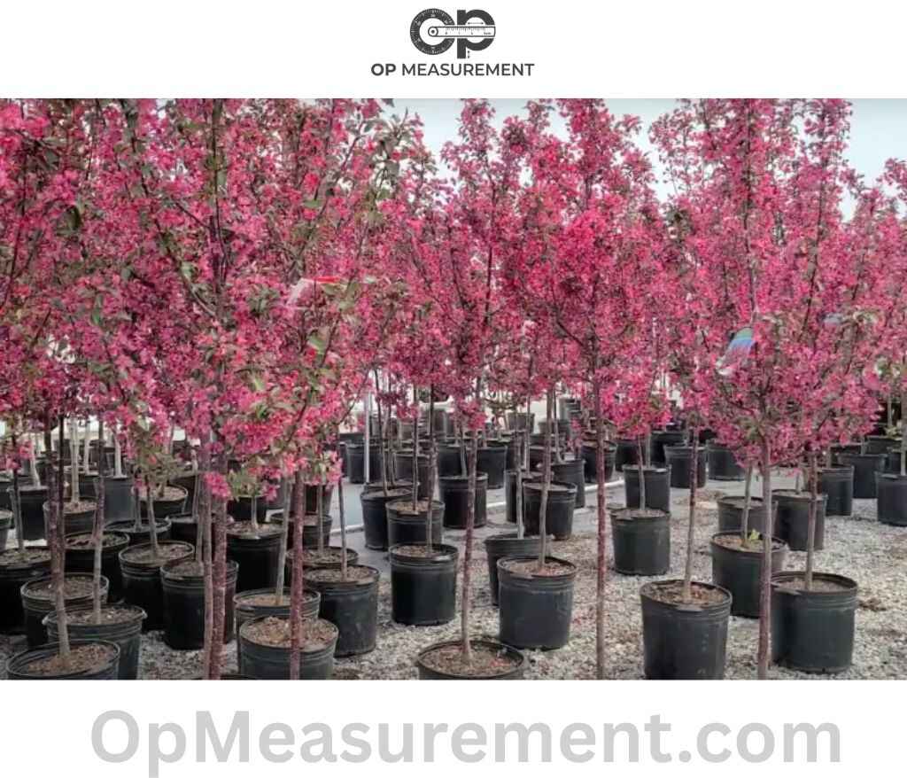 Mature Ornamental Tree That Measure 15 Feet Long