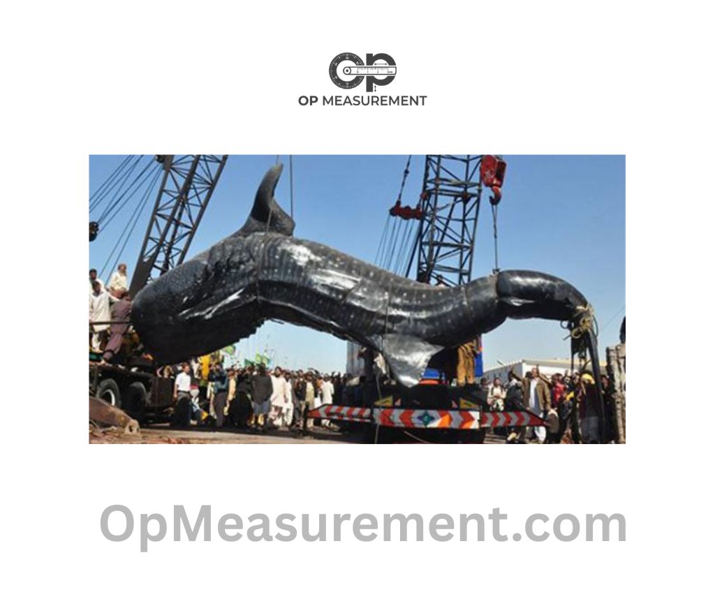 Whale Shark (Adult) That Measure 40 Feet Long or big
