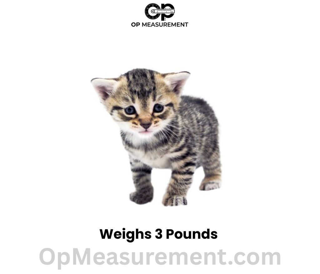 A young kitten at 3–4 months weighs 3 pounds