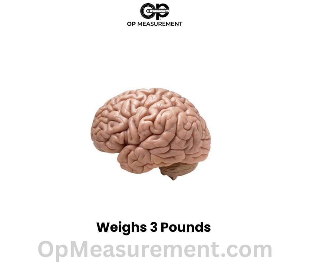 The adult human brain weighs 3 pounds