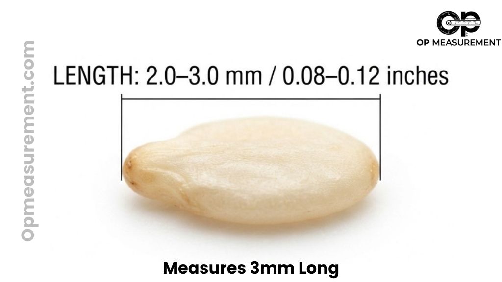 A Sesame Seed That Are About 3mm Long