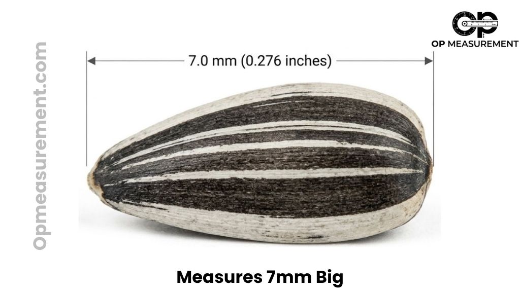 Commercial Striped Sunflower Seed That Are About 7mm Big