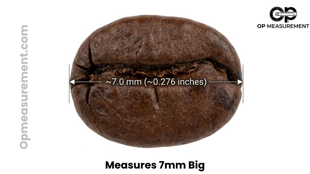 Graded Arabica Coffee Bean That Are About 7mm Big
