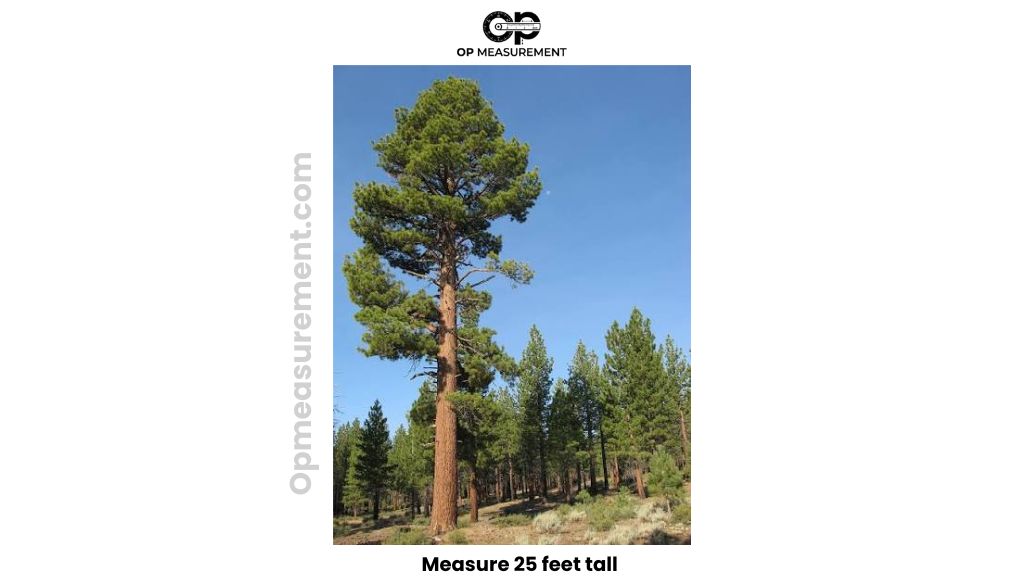 Large Mature Pine Tree That Are About 25 Feet tall