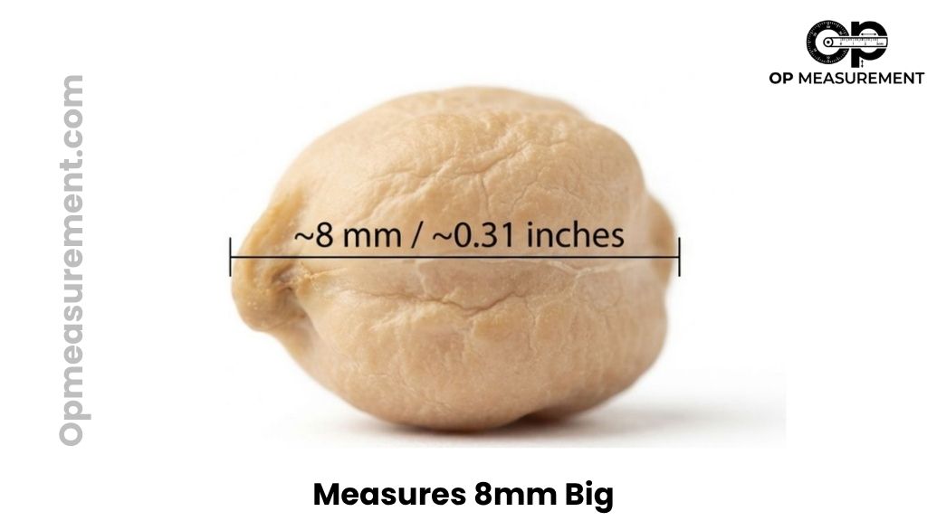 Large Chickpea That Is About 8mm Big